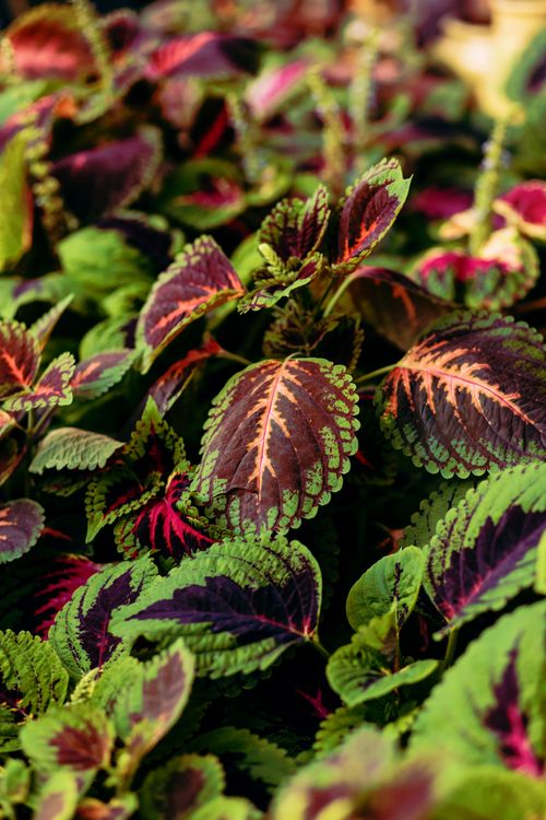 Free Colorful close-up of coleus plant leaves showcasing vivid patterns and textures. Stock Photo