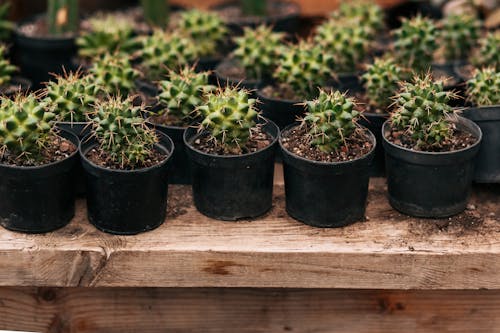 Free Small Cacti in Plant Pots  Stock Photo