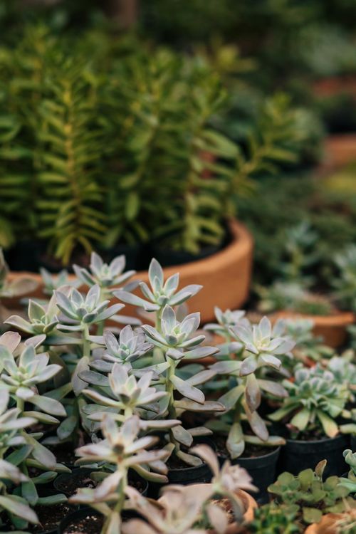 Free Vibrant mix of potted succulents showcasing nature's beauty in a garden setting. Stock Photo