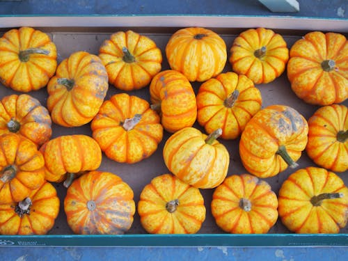 Free Photo of Orange Pumpkins  Stock Photo