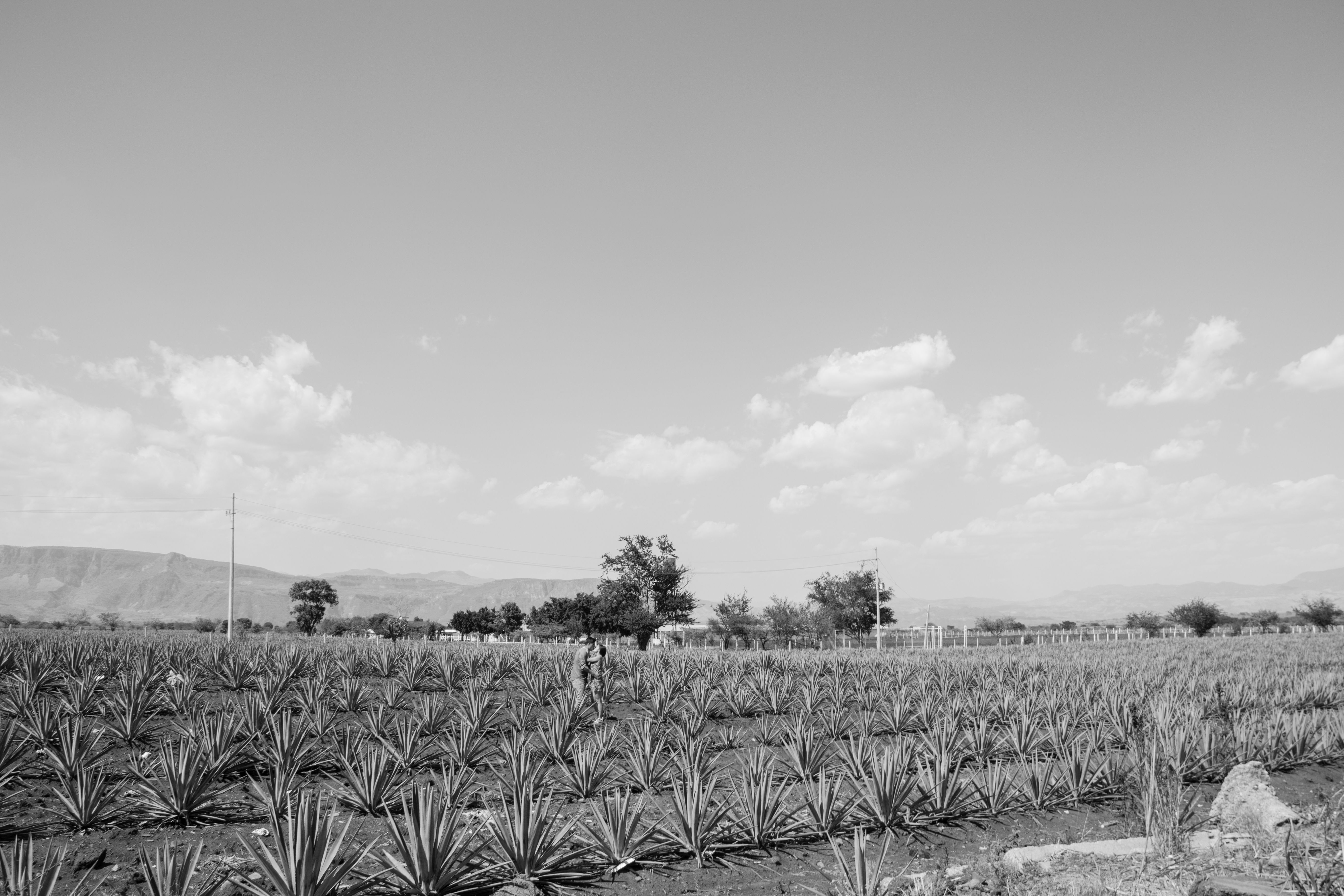 Desmond Nazareth stands in his agave farm in India, pioneering the country's 'blue gold' spirits industry