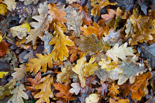 Maple Leaves on Ground