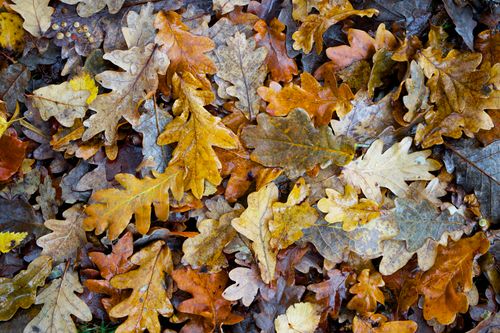 Free Vibrant autumn oak leaves in England, showcasing fall foliage and seasonal beauty. Stock Photo