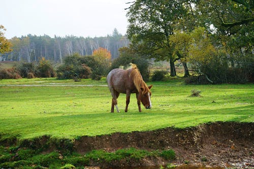 Foto d'estoc gratuïta de a l'aire lliure, agricultura, Anglaterra