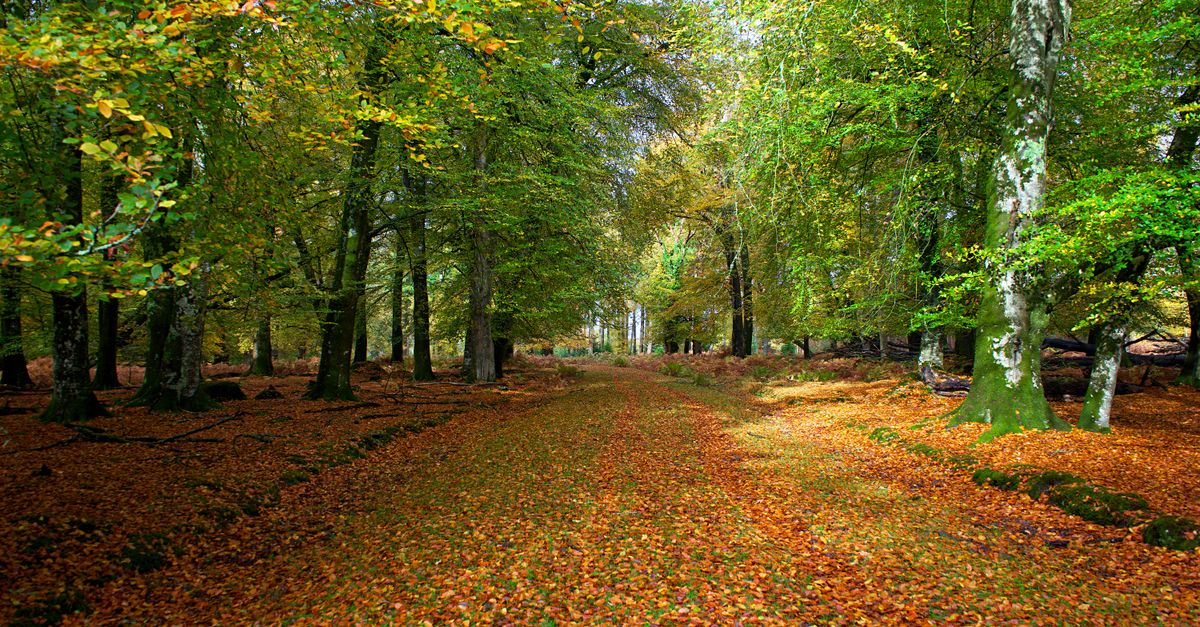 new forest