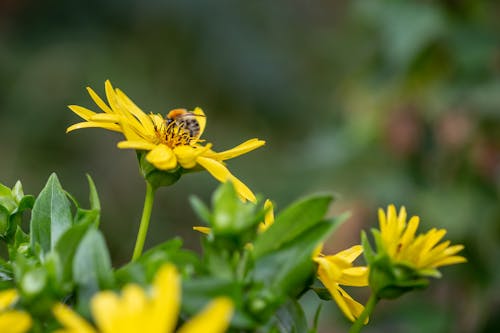 Безкоштовне стокове фото на тему «Бджола, джміль, жовтий» стокове фото