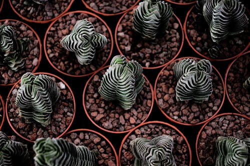 Green Succulent Plants in Pots