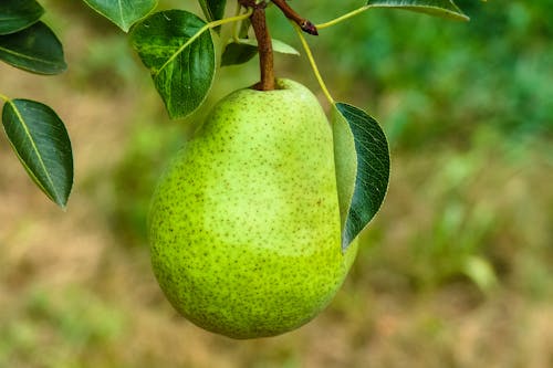 Green Pear on Brown Branch