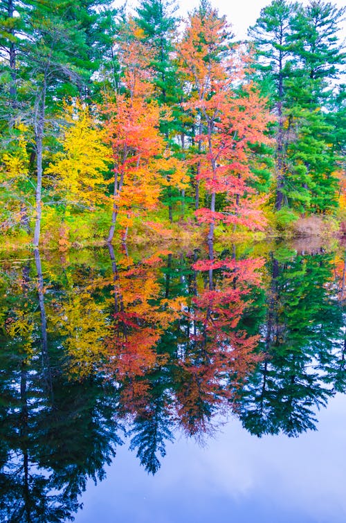 Gratis stockfoto met bomen, h2o, herfst