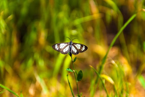 Безкоштовне стокове фото на тему «Метелик, мохан, наннапанені»