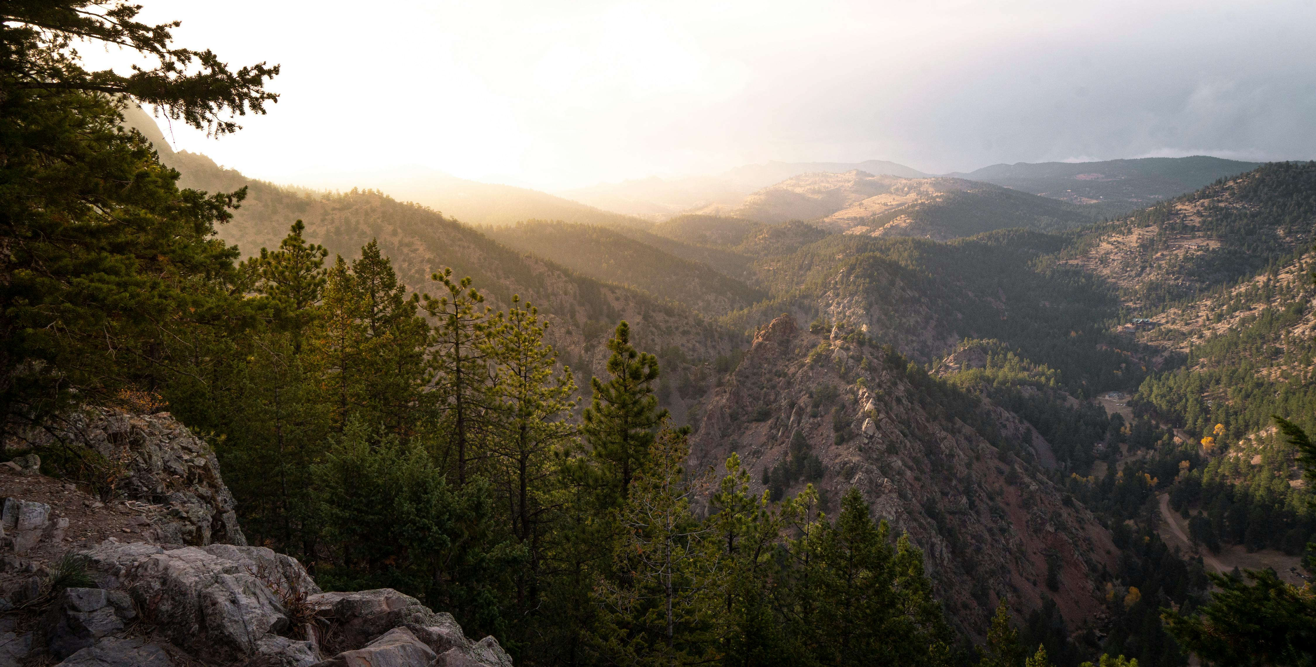 green trees on mountain