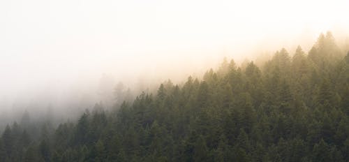 Green Pine Trees Under White Sky