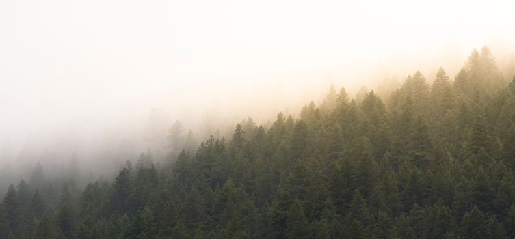 Fog envelops a lush pine forest in Eldorado Springs, creating a serene and mystical atmosphere.
