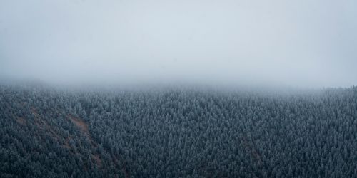 Free A serene winter landscape of a foggy pine forest in Colorado Springs. Stock Photo