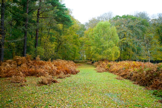 Scenic autumn view of a leafy pathway through a vibrant woodland in England.