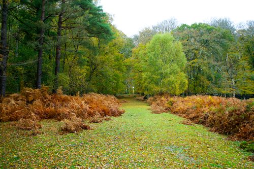 Free Scenic autumn view of a leafy pathway through a vibrant woodland in England. Stock Photo