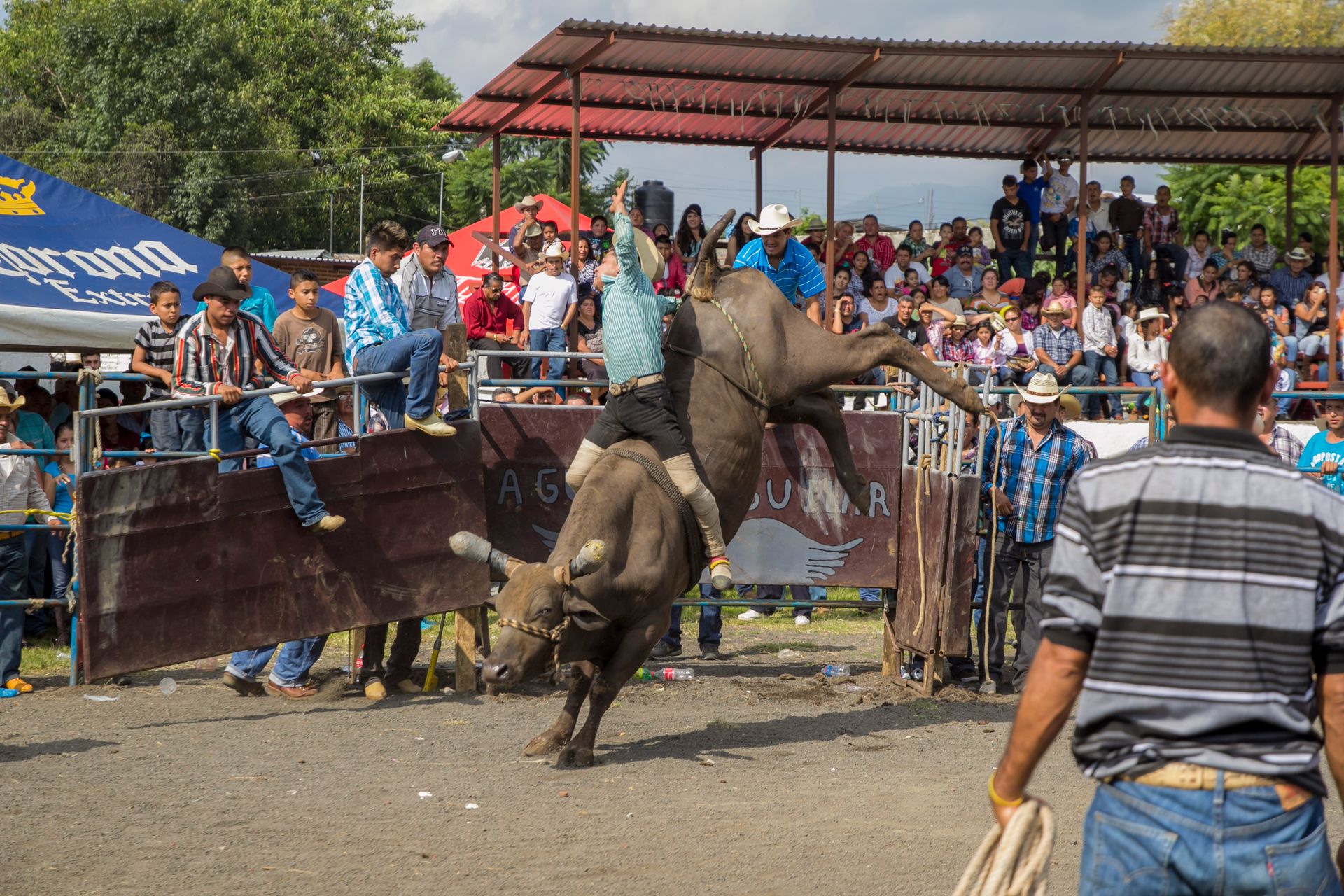 A Man Riding a Bull
