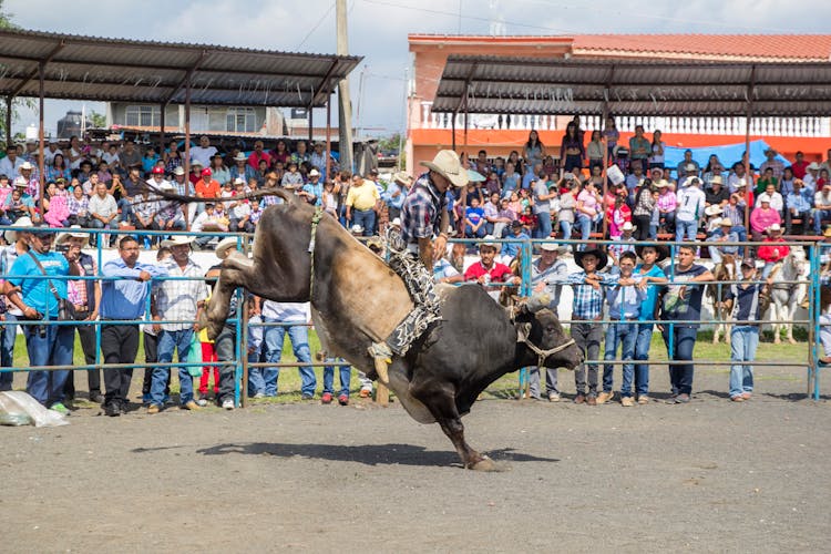 A Man In Plaid Shirt Riding A Bull