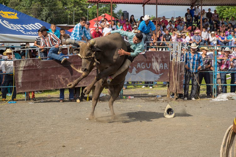 A Man In Green Long Sleeve Shirt Riding A Bull