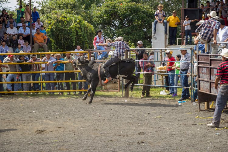 A Man In Plaid Shirt Riding A Bull