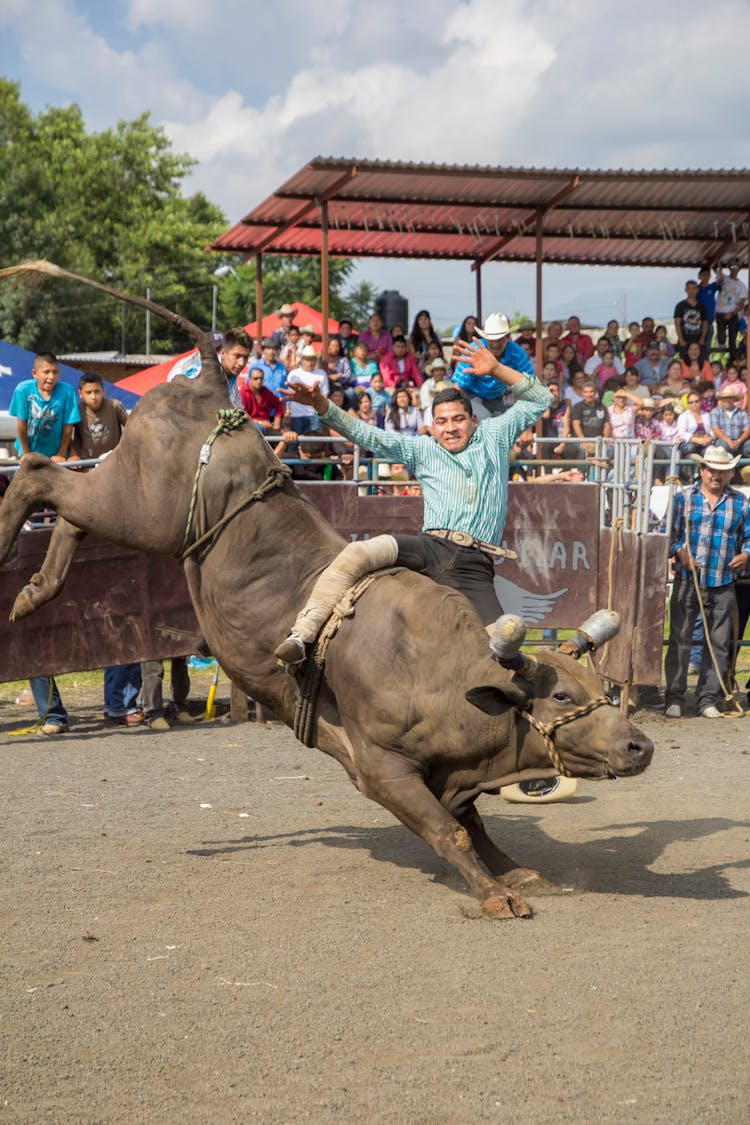 A Man In Green Long Sleeve Shirt Riding A Bull