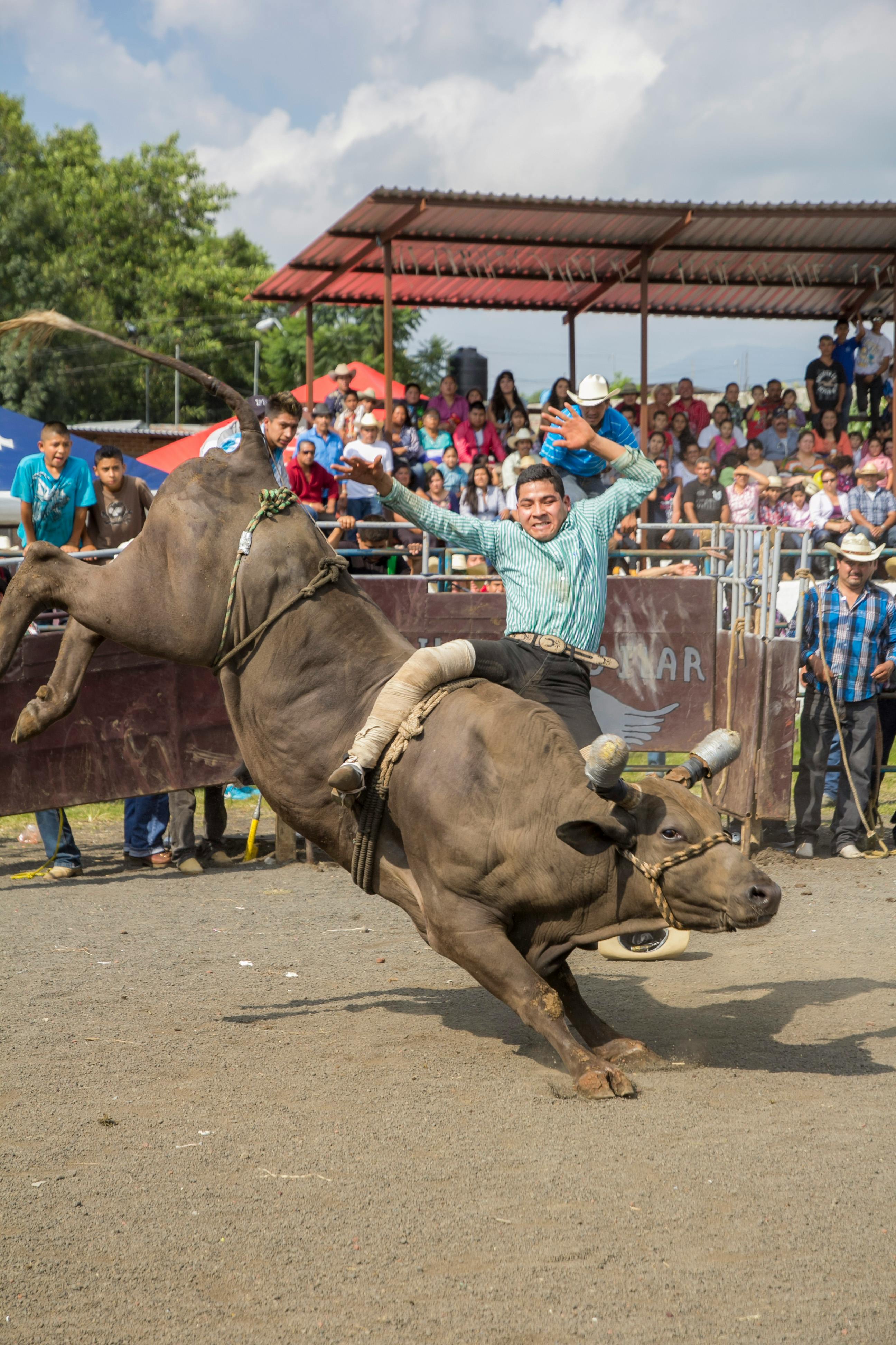 Mais de 10 imagens grátis de Passeio De Rodeio e Rodeio - Pixabay