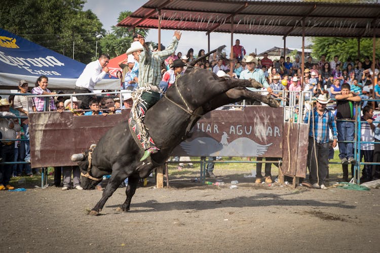 A Man Riding A Black Bull