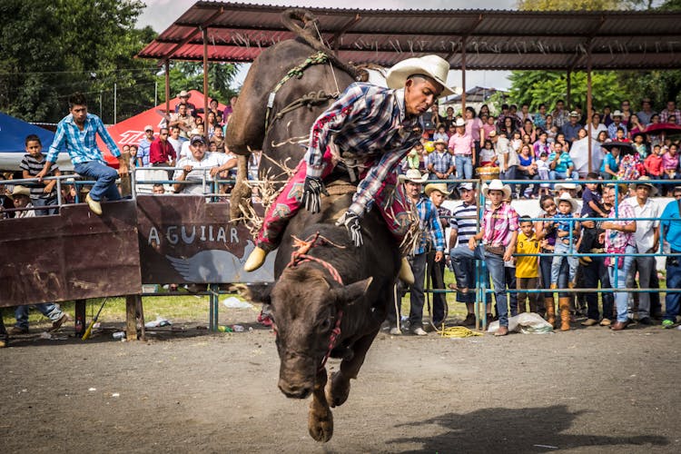 A Man In Plaid Long Sleeves Riding A Bull