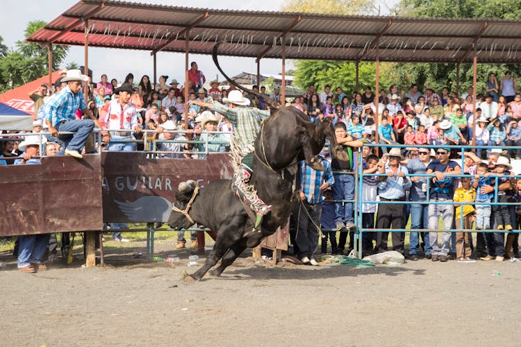 A Man Riding A Bull