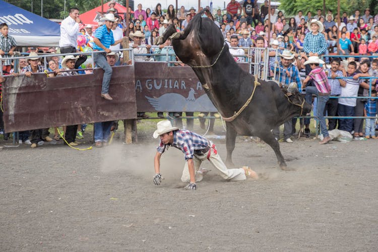 A Man Crawling Beside The Black Bull