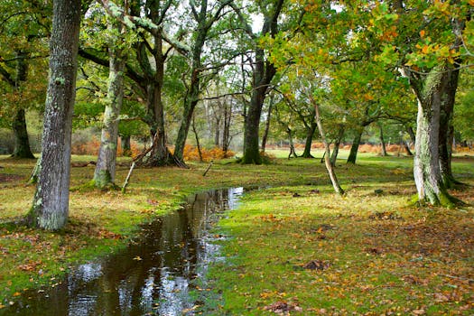 Explore the tranquil beauty of an autumn forest in New Forest, England, showcasing vibrant fall foliage.