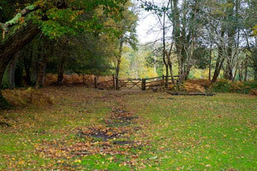 бесплатная Бесплатное стоковое фото с ворота, деревья, деревянные ворота Стоковое фото