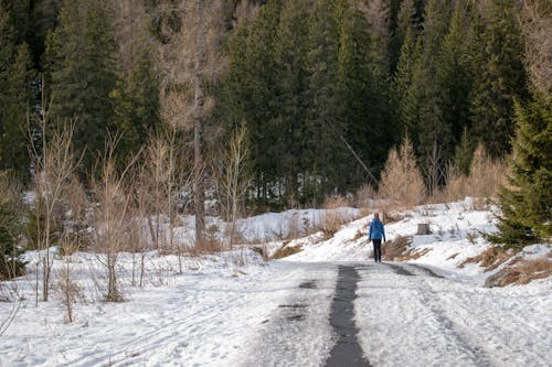 Ingyenes stockfotó fák, havas nap, havas pálya témában