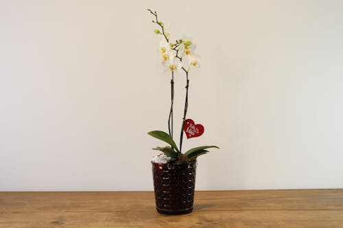 Foto d'estoc gratuïta de flor, flors, orquídia