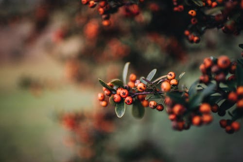 Red Round Fruits in Tilt Shift Lens