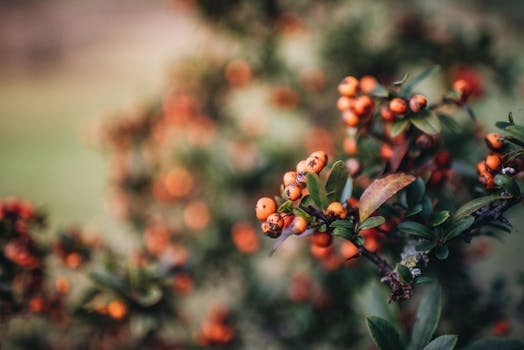 Close-up of ripe rowan berries with blurred background, capturing autumn's essence.