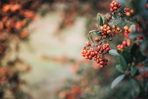 Red Round Fruits in Tilt Shift Lens