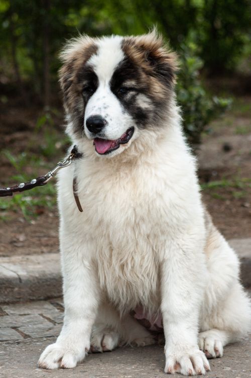 Free Cute Caucasian Shepherd puppy with a fluffy coat sitting outside on a leash. Stock Photo