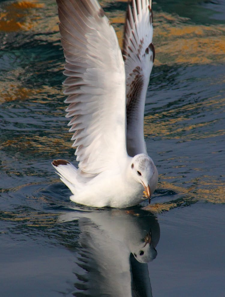 Seasull Landing On A Water Surface