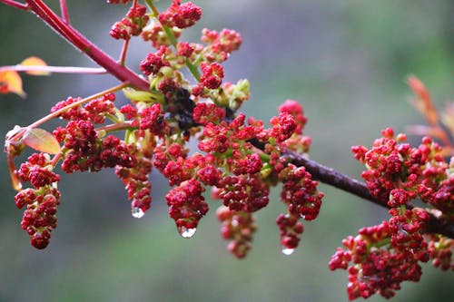 Foto d'estoc gratuïta de bellesa a la natura, botànica, branca