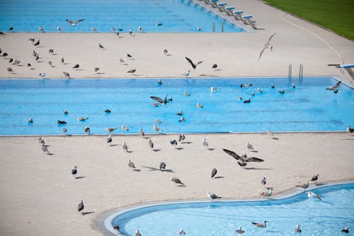 Безкоштовне стокове фото на тему «водоплавна птиця, зграя птахів, плавальний басейн»