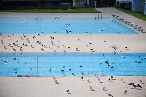 Безкоштовне стокове фото на тему «водоплавна птиця, зграя птахів, плавальний басейн»