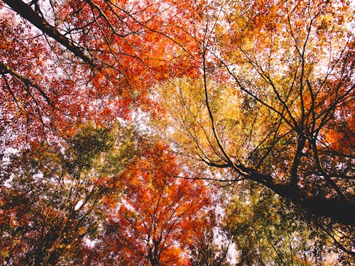 Photos gratuites de arbres d'automne, atmosfera de outono, contre-plongée