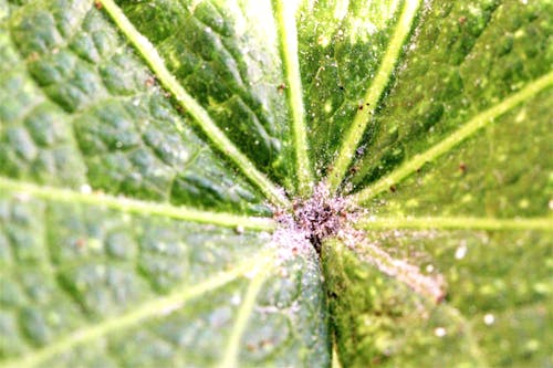 Free stock photo of green leaf, green leaves macro