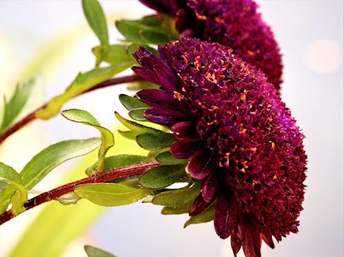 Free stock photo of flowers in spring, purple flowers