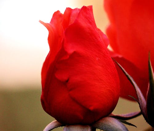 Free stock photo of red rose, rose