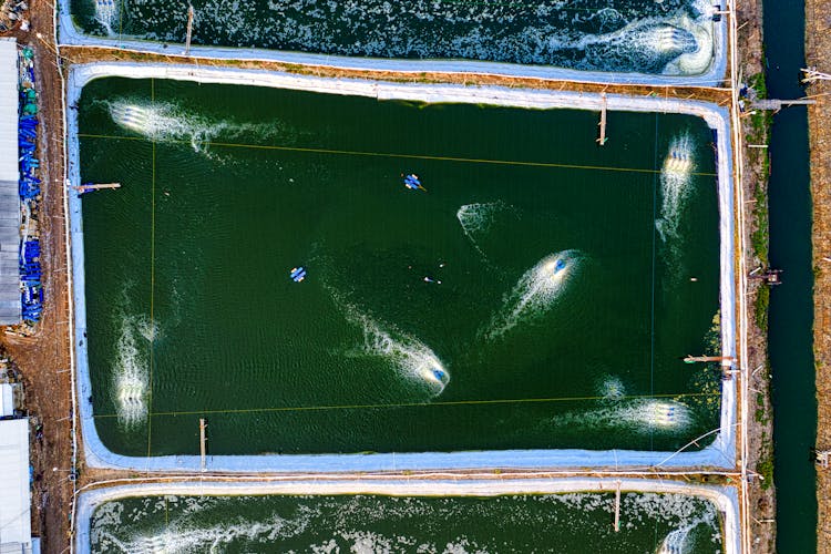 Artificial Ponds With Swimming Fish On Farm