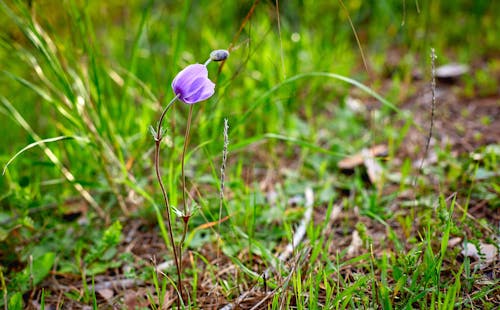 Free Purple Flower on Grass Field in Tilt Shift Lens Stock Photo