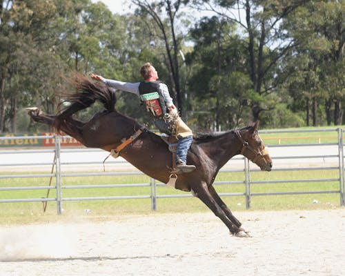 Foto profissional grátis de andar a cavalo, cavalgada, cavalo castanho
