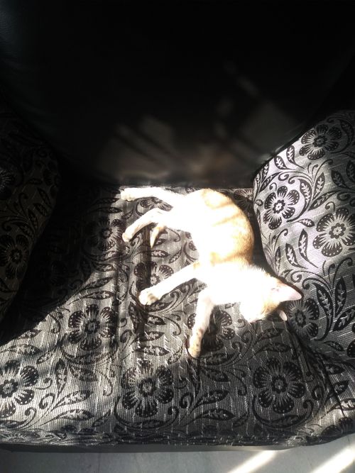 Free stock photo of cat, sleep, sunlight Stock Photo